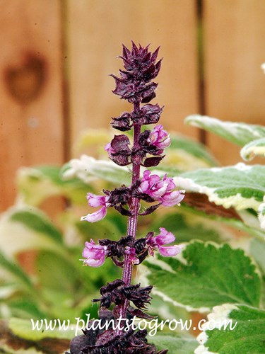 Purple Ruffles Basil (Ocimum basilicum) 
pink lipped, hooded florets of the spike
